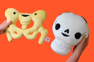 Meet Skull & Pelvis!