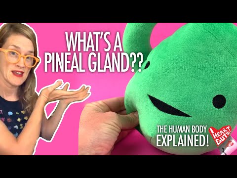 Pineal Gland Plush - Sleep On It - Plush Organ Stuffed Toy Pillow