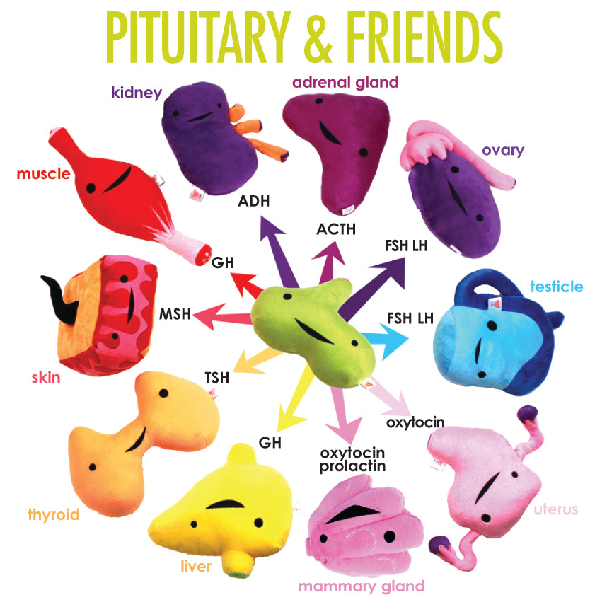 Pituitary Gland Plush - Life is Gland - Pituitary Tumor Brain Surgery  Pillow Plushie